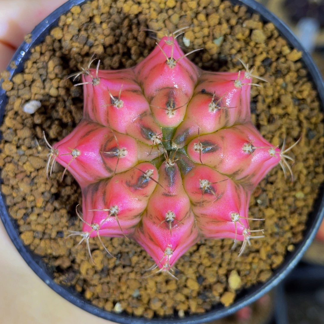 仙女粉0000000000107