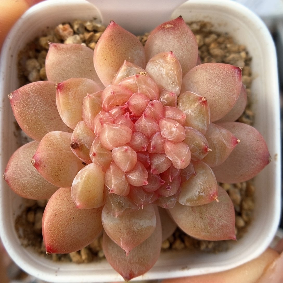 甜心缀化可拍902号