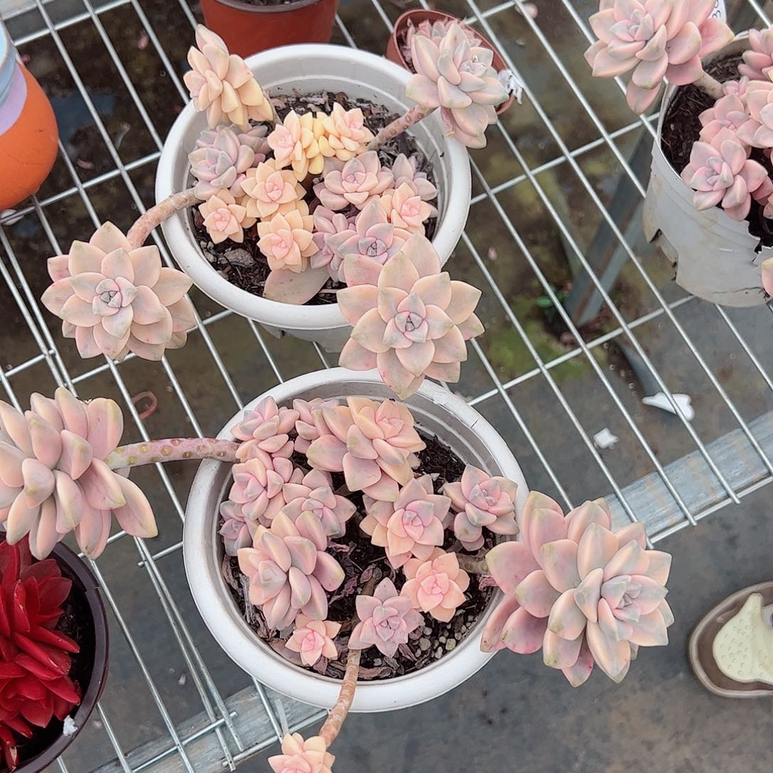 美杏锦大盆老桩控养