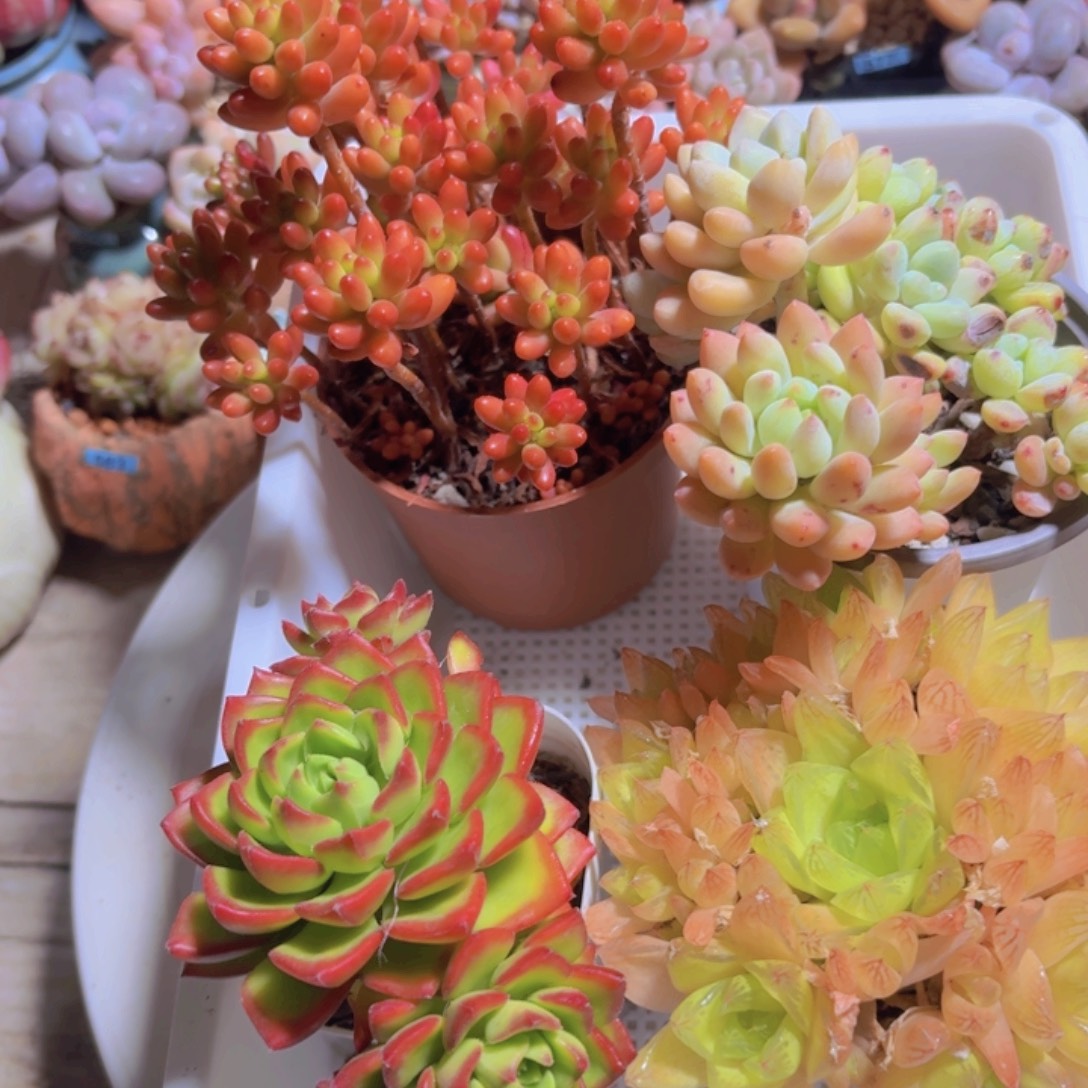 框拍一物一拍编号236