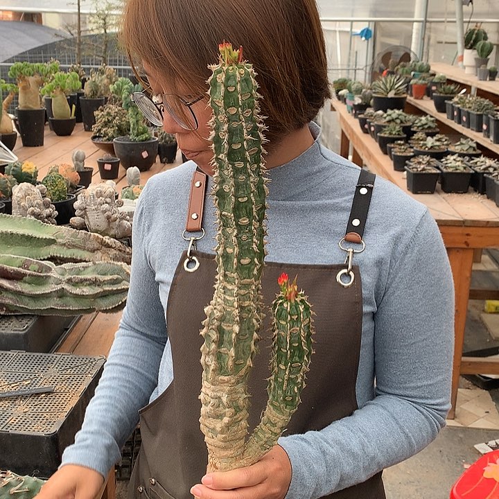 喷火龙双头老桩666666666666