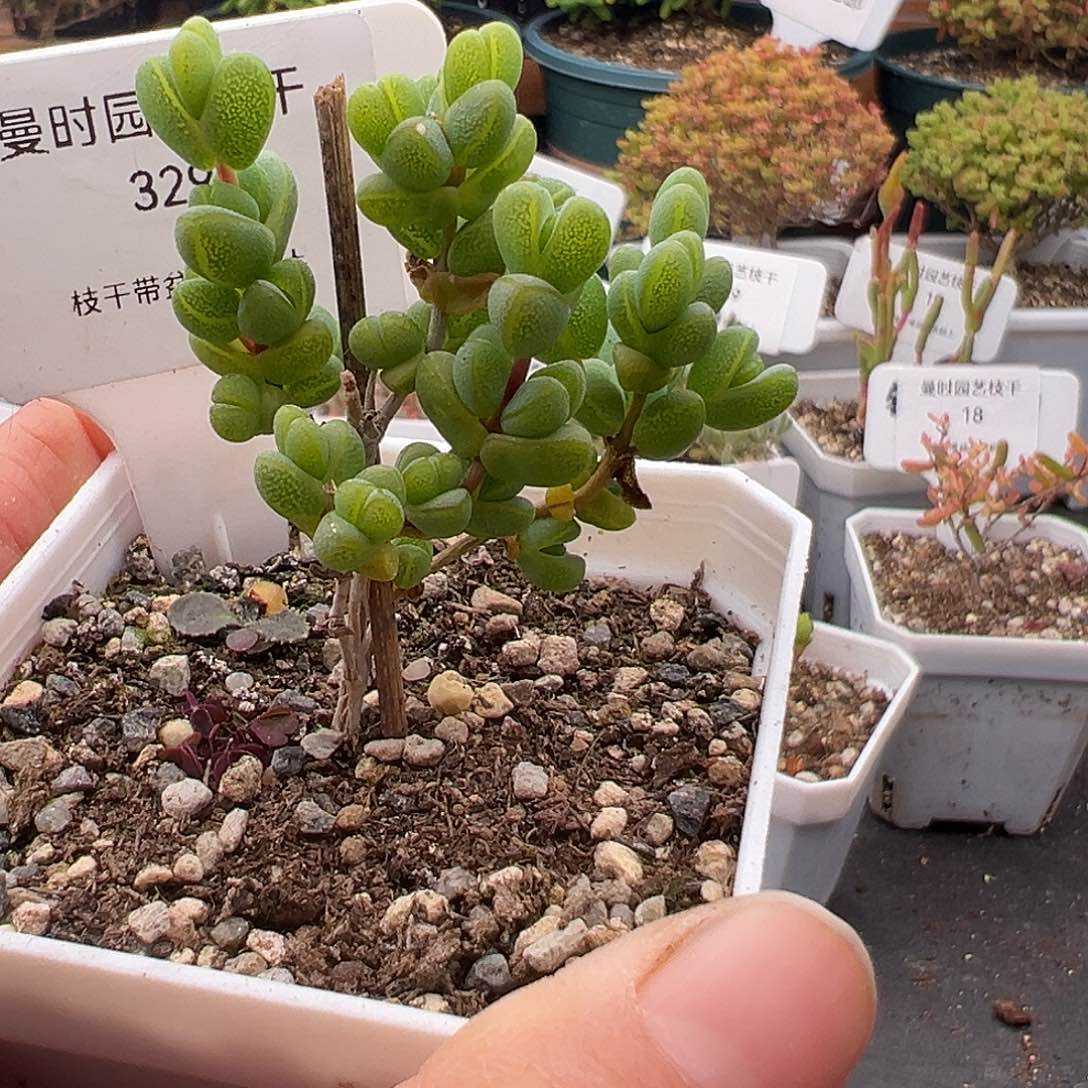 329号元宝12.8多肉