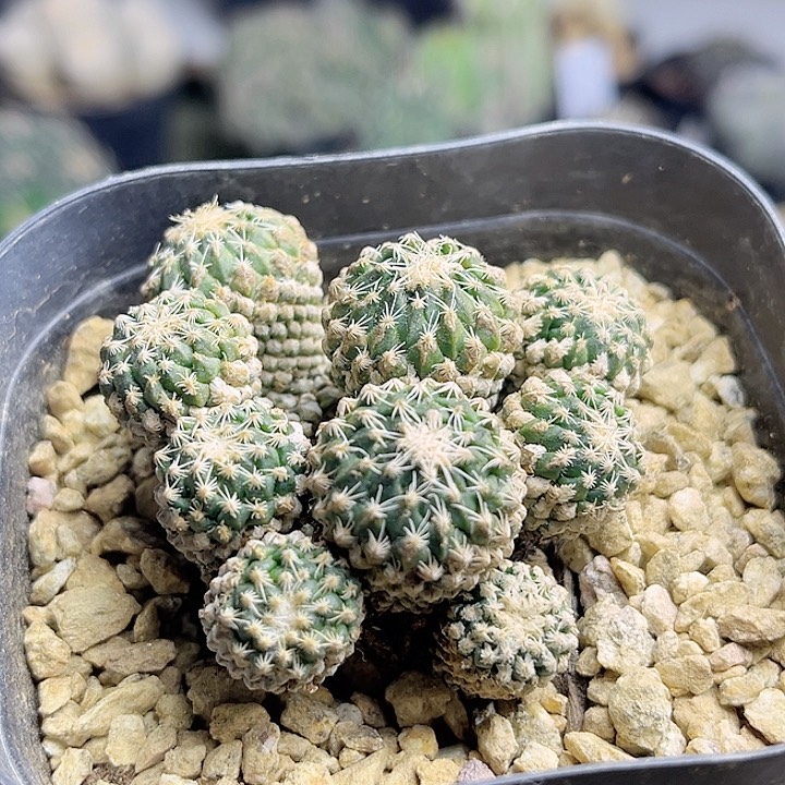 银牡丹自根群带盆