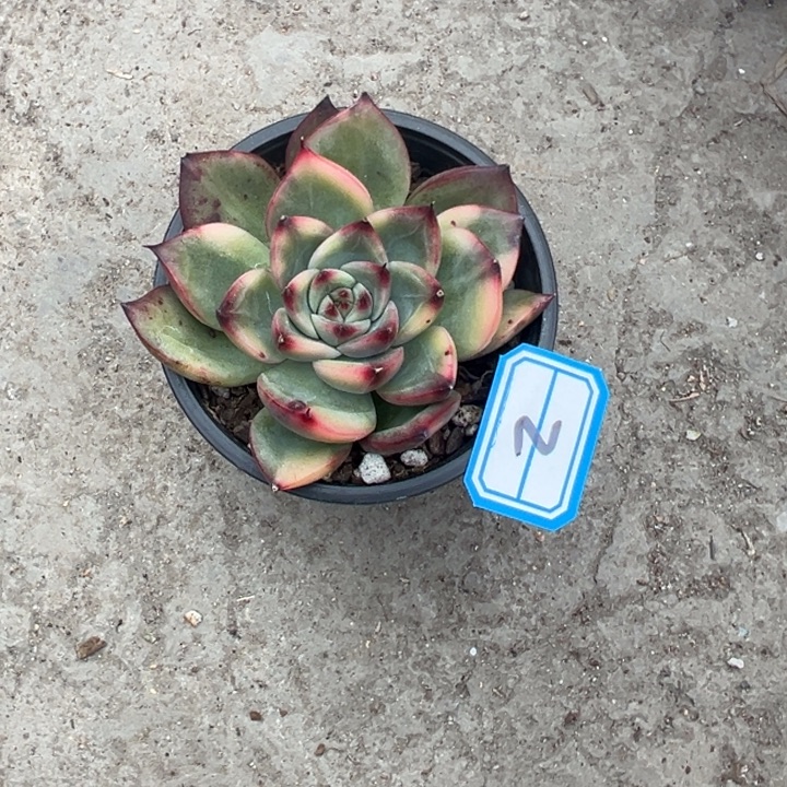 清***面一物一拍篝火多肉2