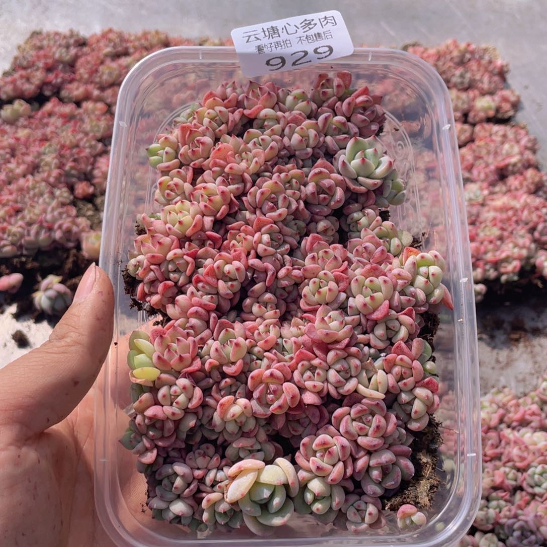 云糖心多肉植物929