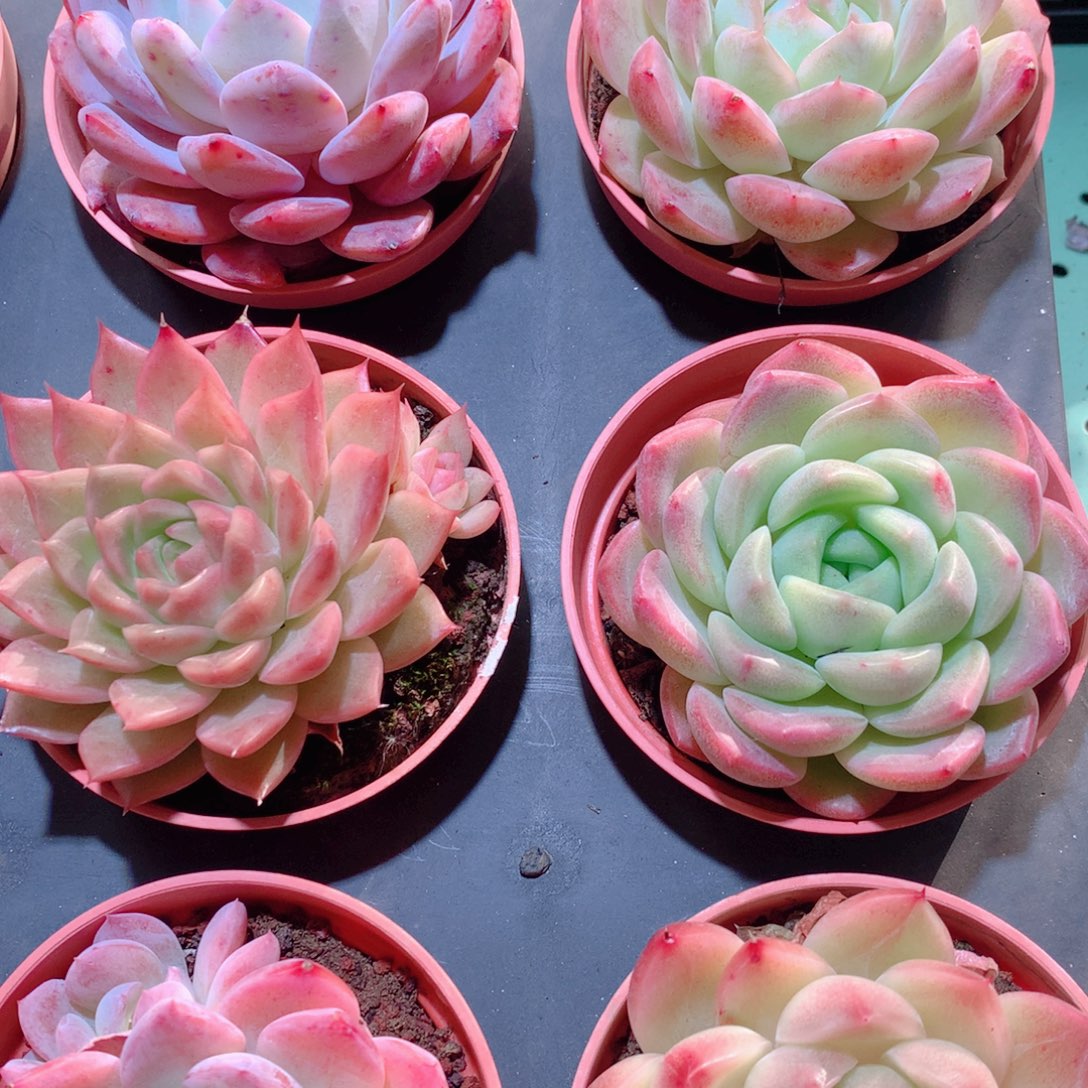 21-量拍品质保证多肉带盆9颗全单头