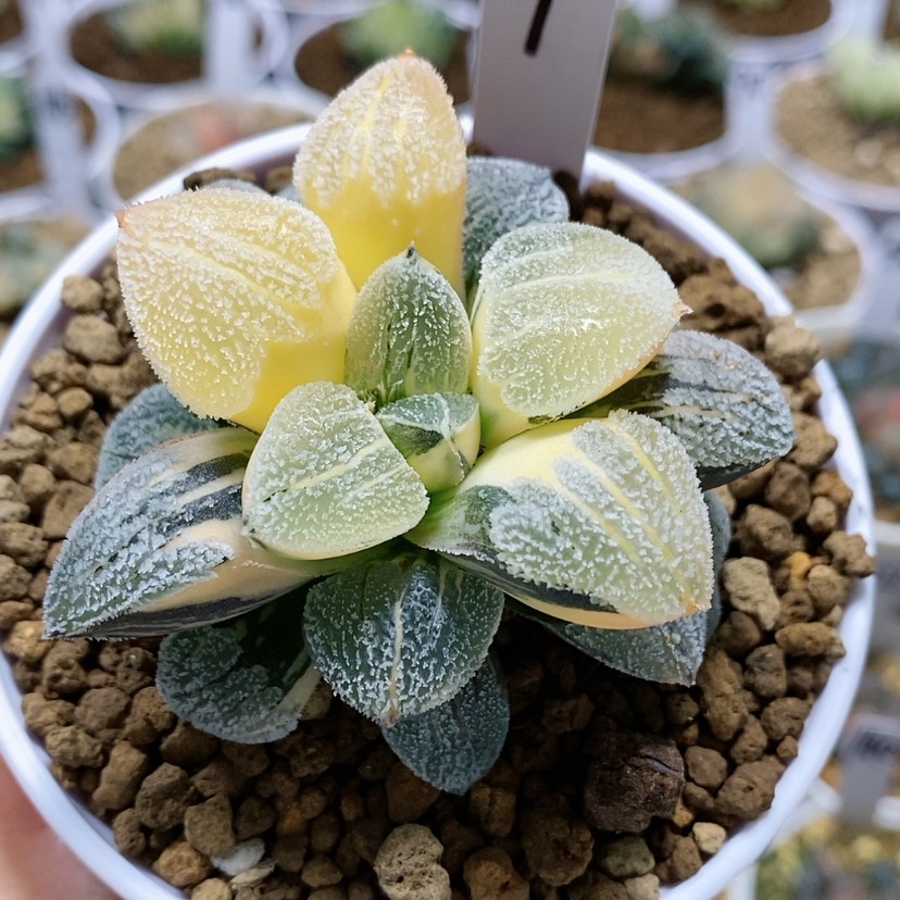 【闪购商品】9雪之礼