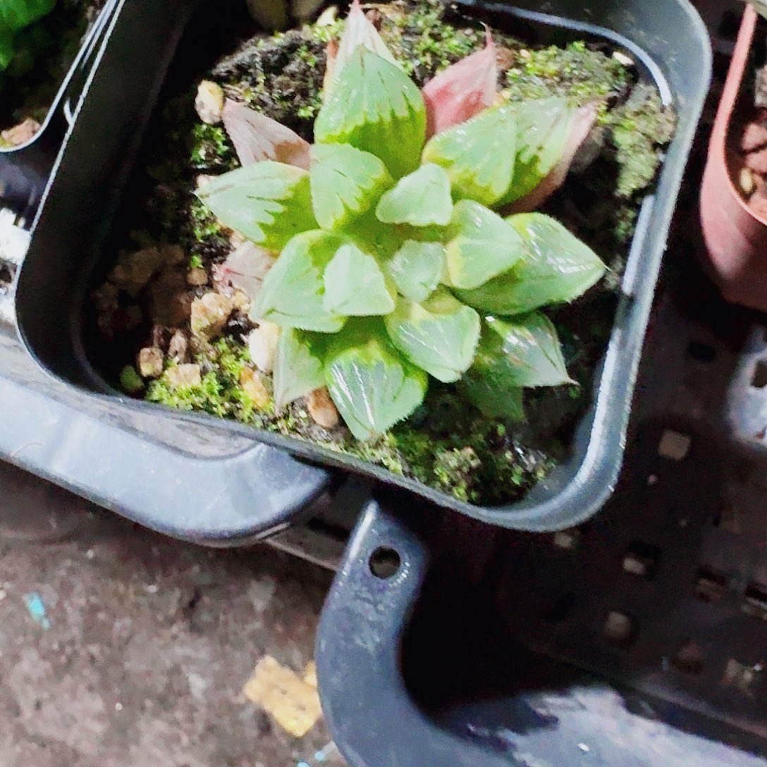 小****十二卷福利活动西亚基