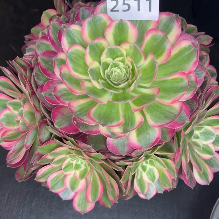 新品孔雀翎大捧花多肉