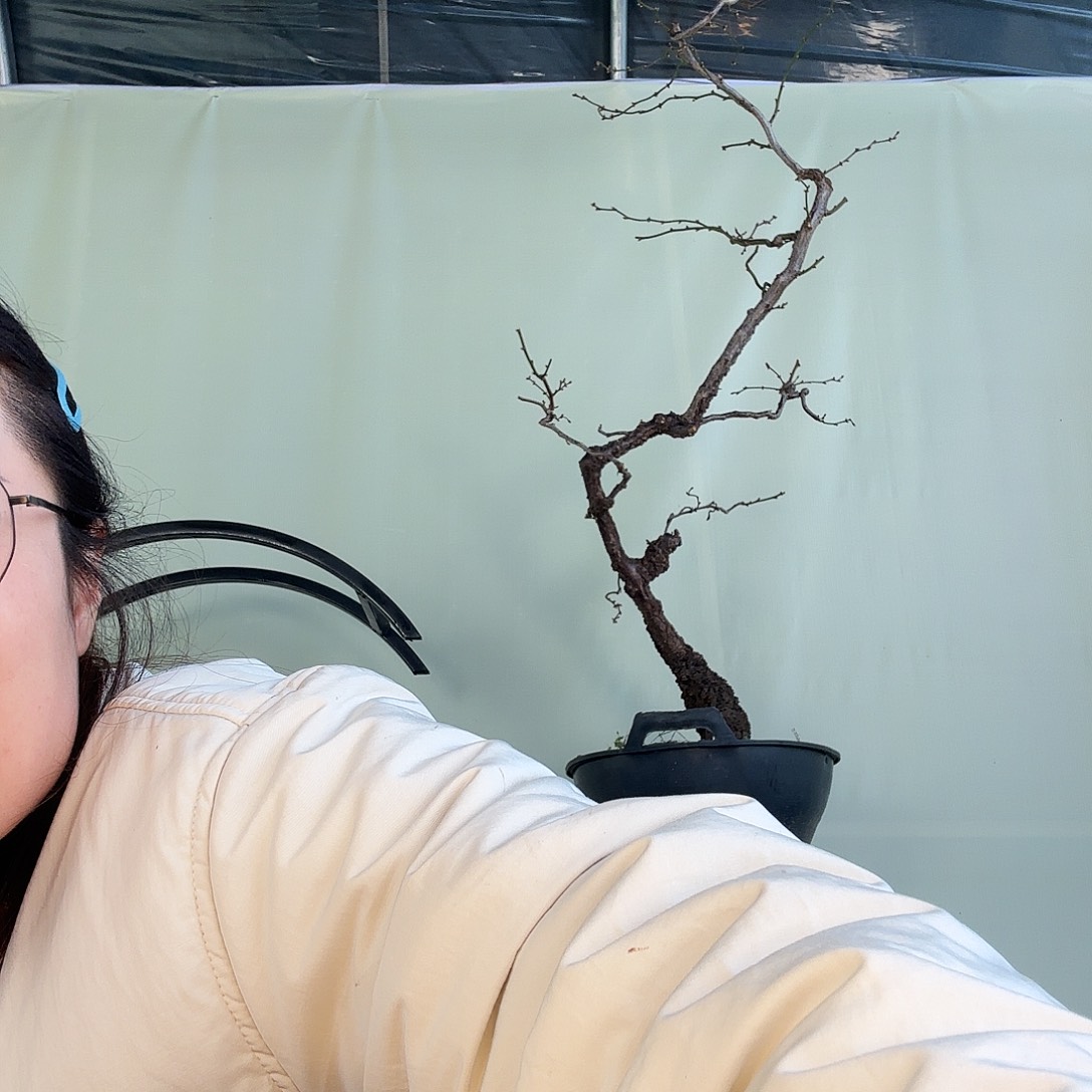 完全开放龙游梅花