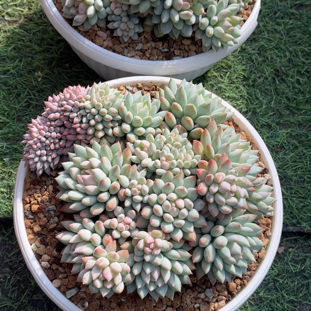 明珠缀化一物一拍