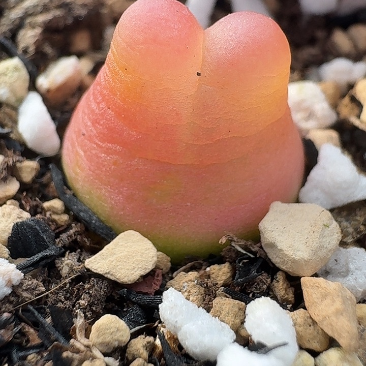 老马生石花拉登1446