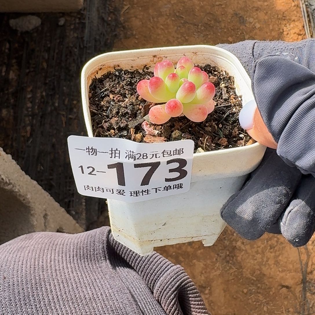 龙***儿果冻乙女心无盆土发货无盆