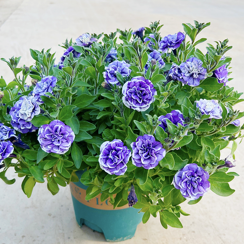 新品种重瓣矮牵牛(开花机器 花期长)多年生阳台庭院开花植物