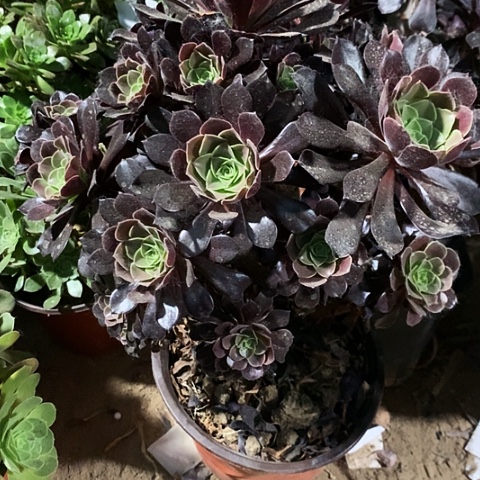 欧紫玫瑰玫瑰玫瑰