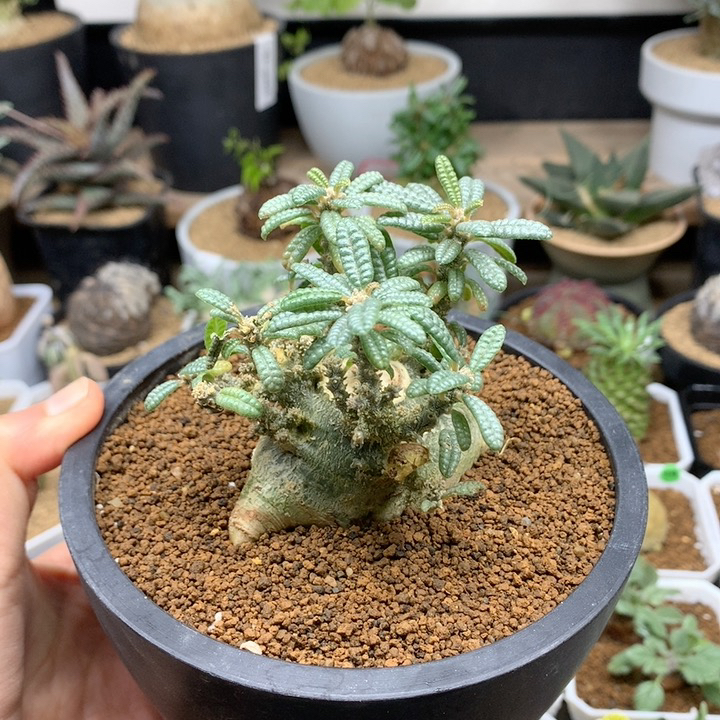 实生泡泡叶巨琉桑带盆5.3cm