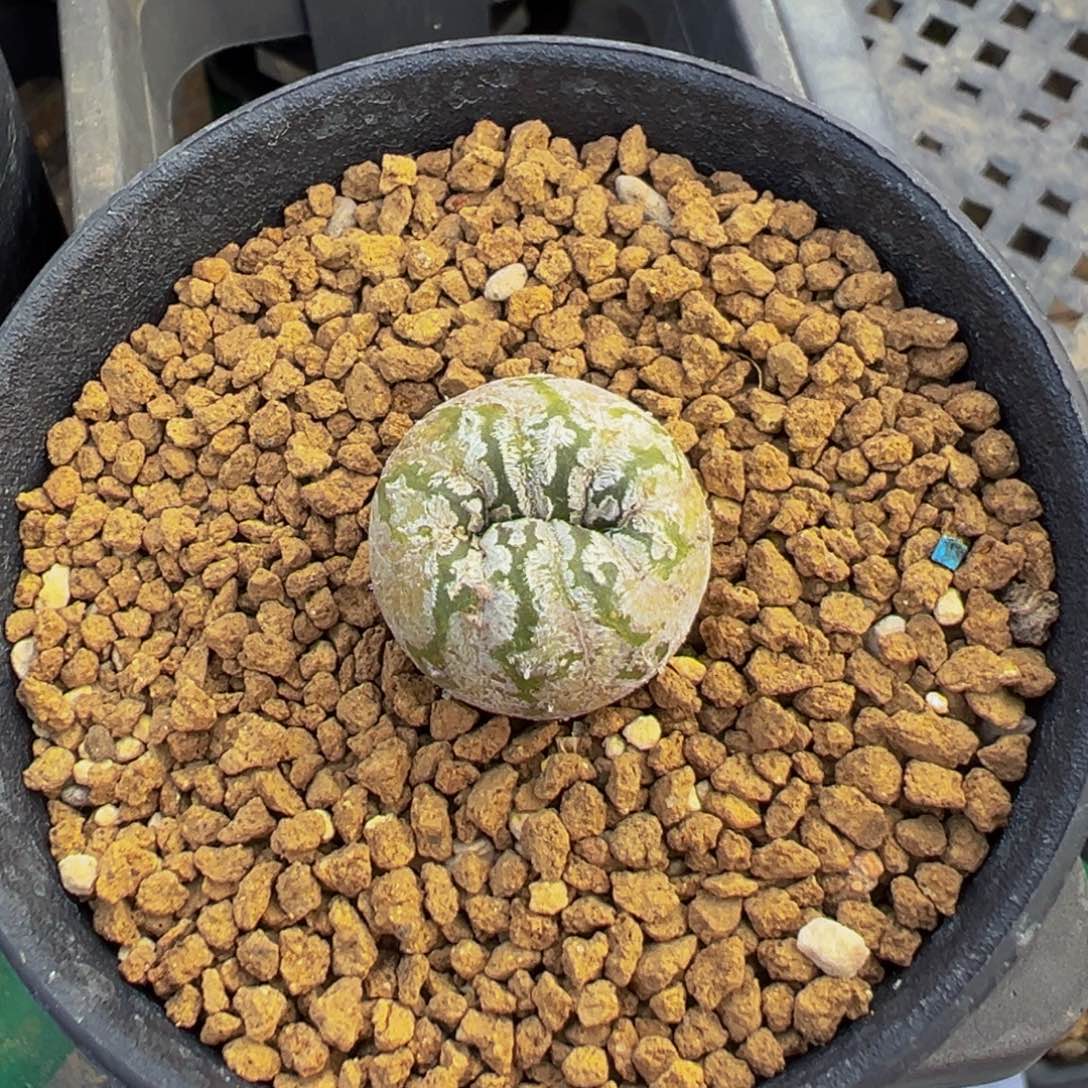 实生根兜变异多肉植物