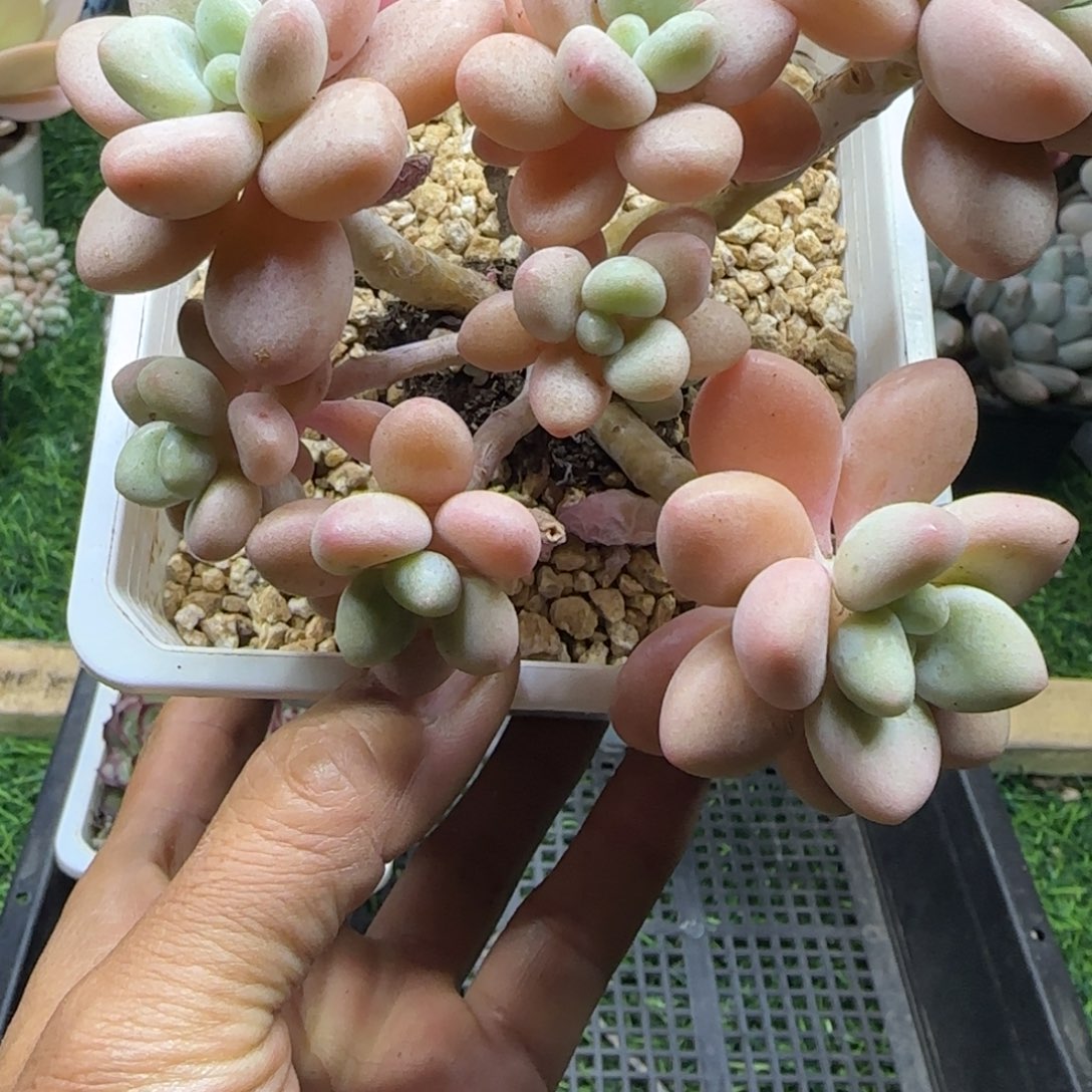 锦安精品多肉植物编号203