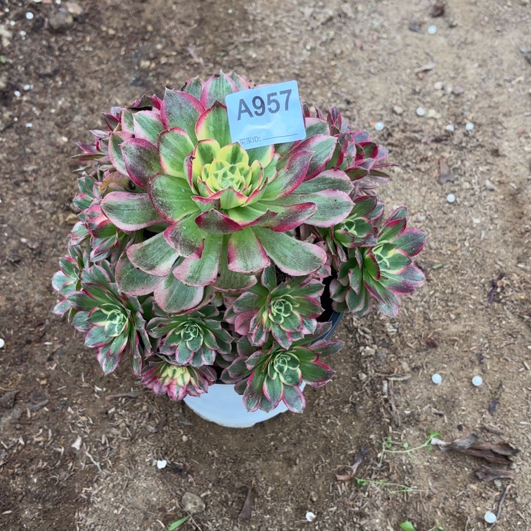 海王多肉断枝不包957