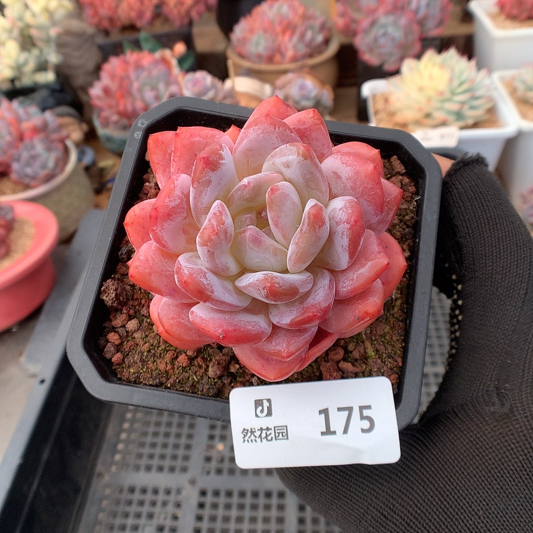 175冰橙多肉植物66666