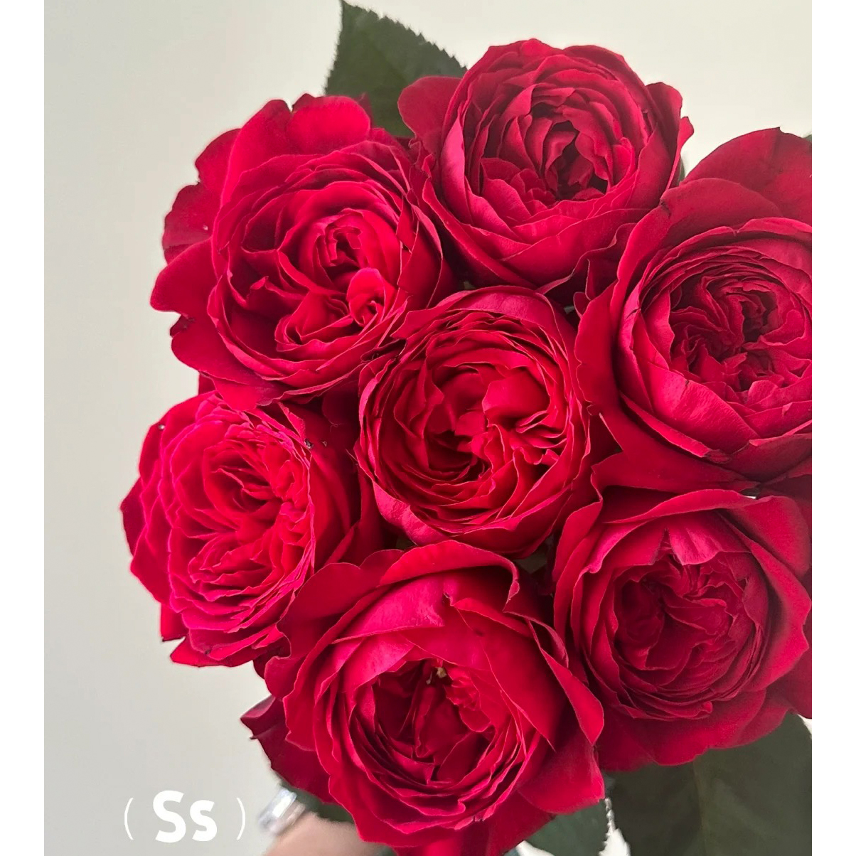 七叶花坊# 【宝莲灯玫瑰】鲜花优选 顺丰直发