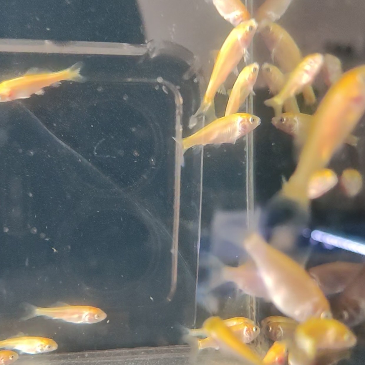 红色蝴蝶鲤4-6公分不挑不选