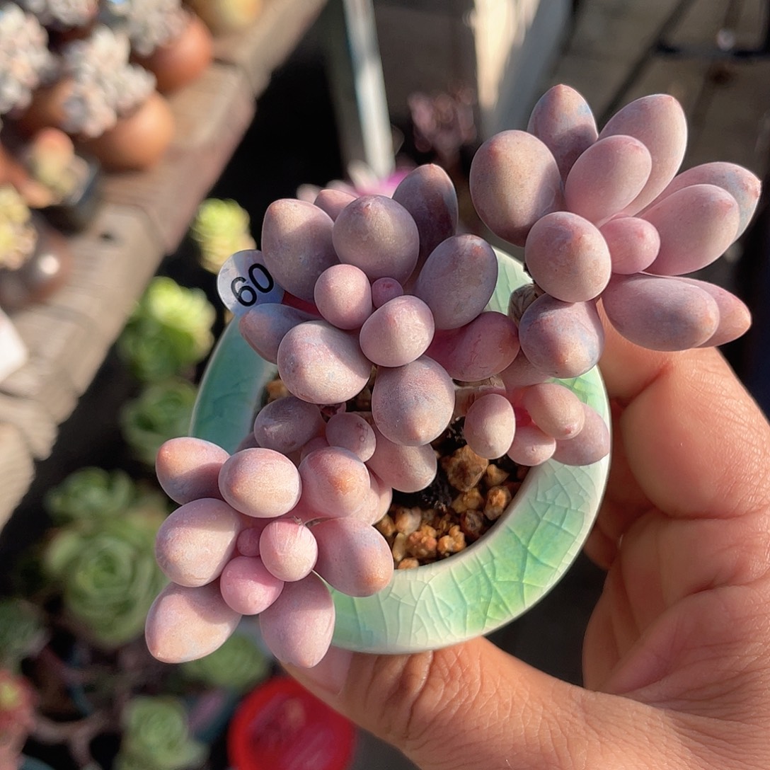 奶尖 脱土发货 5口盆