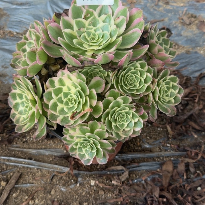 530海王 多肉植物