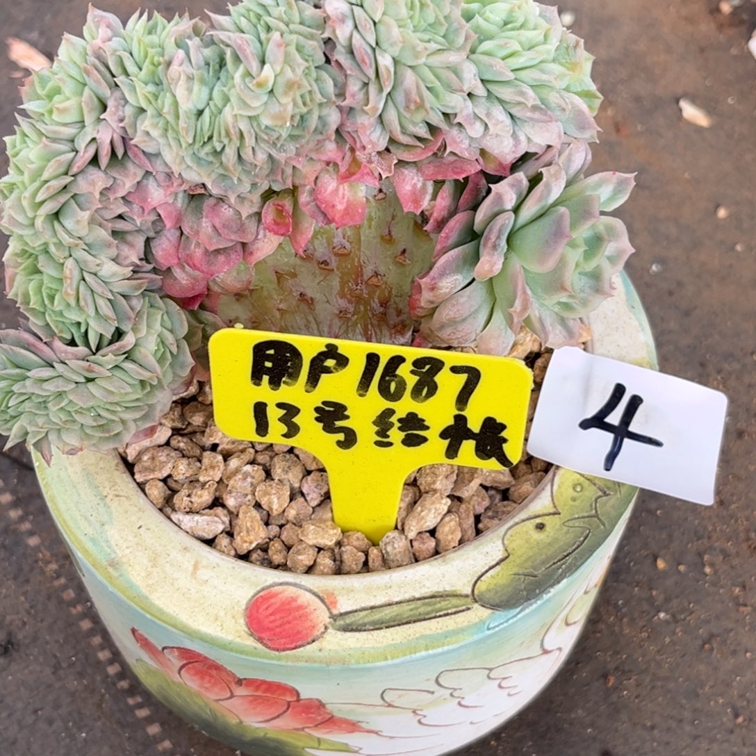 用***712.14-4泡泡纱裙缀化