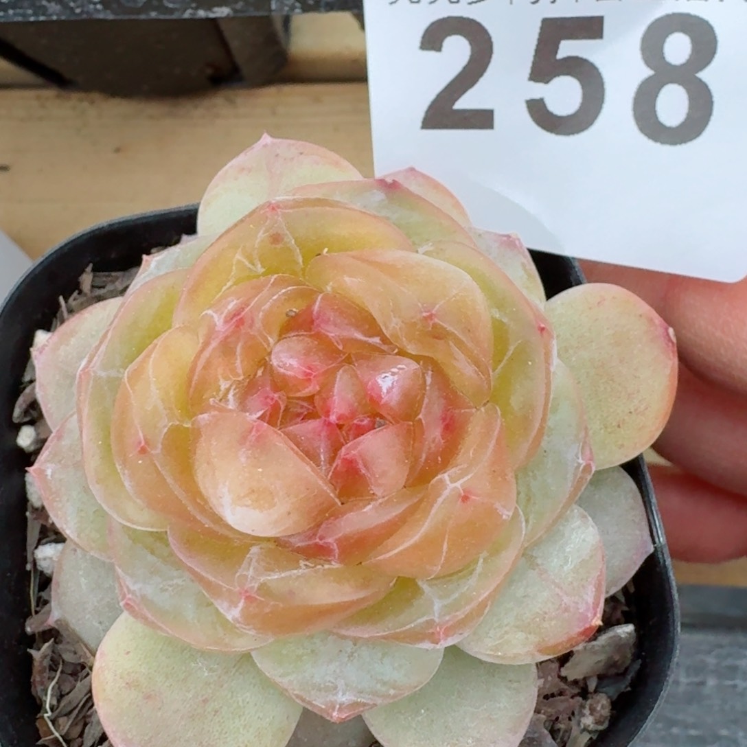 黄桃母本         精品多肉