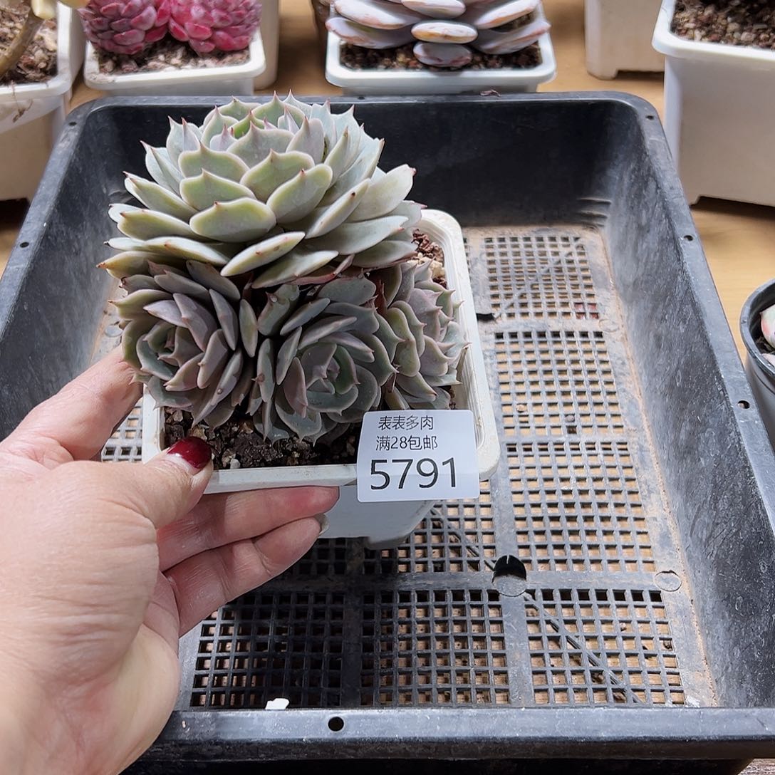 9号我们的确是一个5791