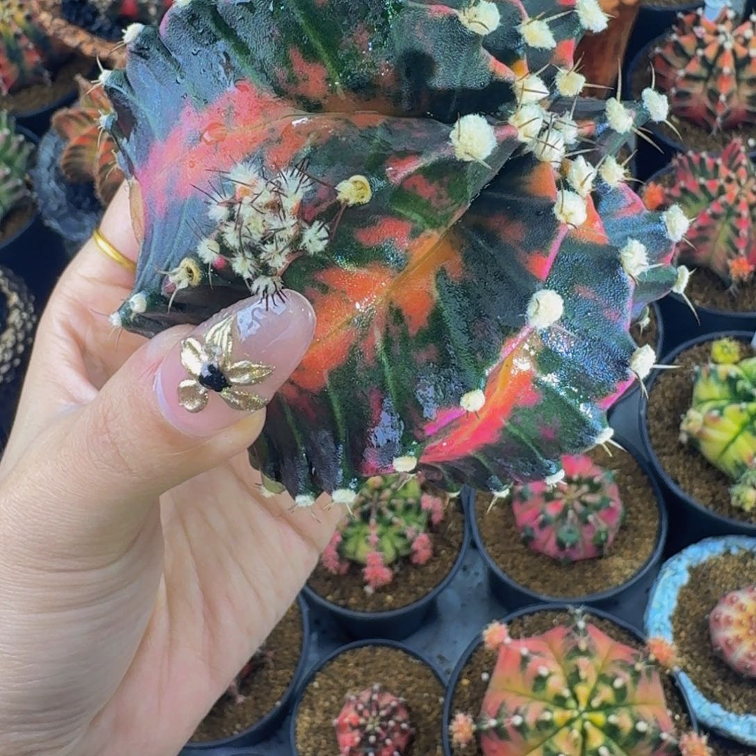 楹***饱金奖侧00000000000388