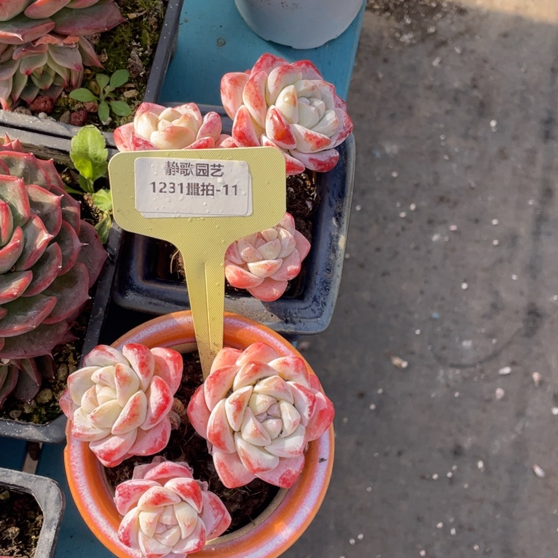 1231-11-高桩樱花冰玉群生一颗