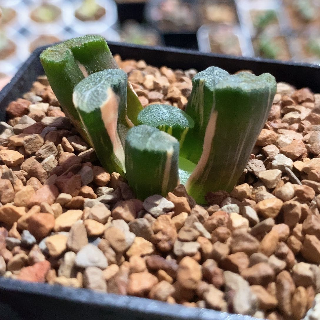 红陶白妙万象锦一物一拍的