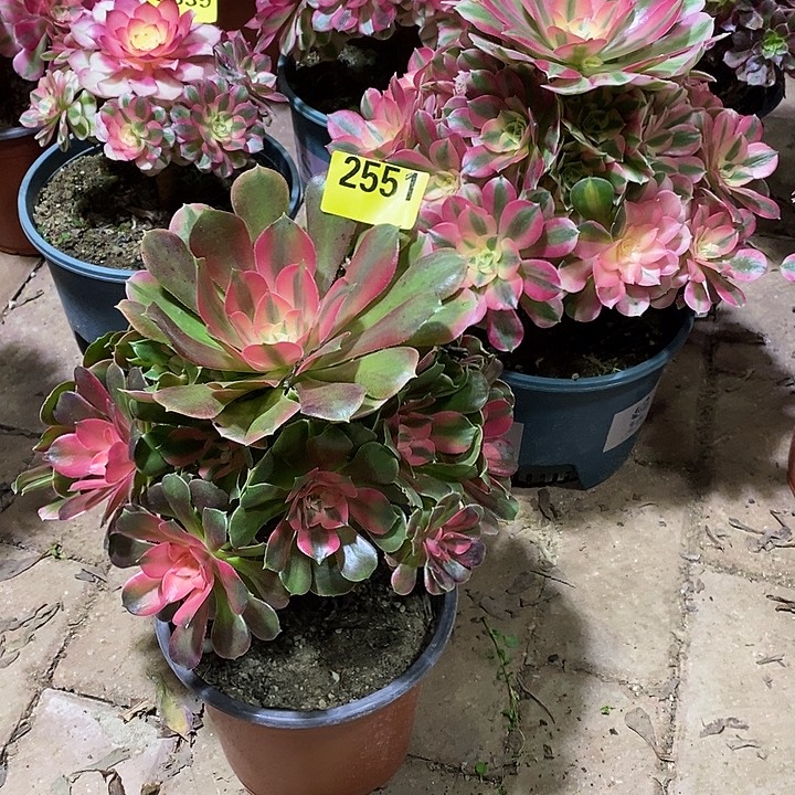 香妃2551多肉植物