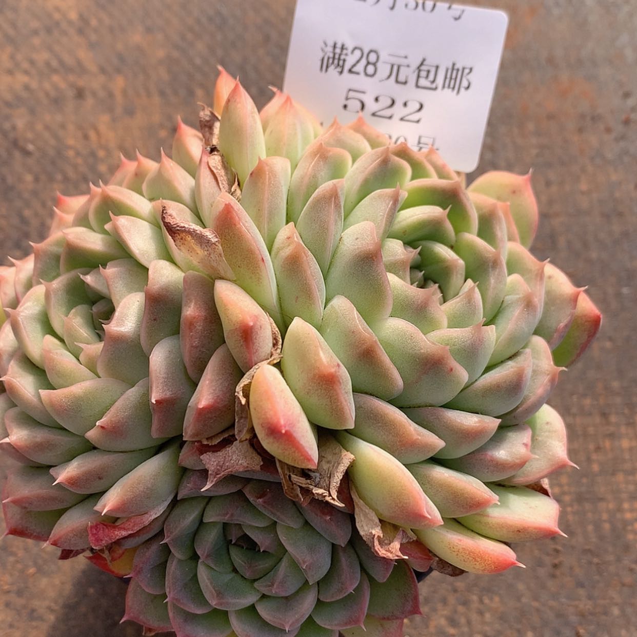 【闪购商品】云522号月影杂