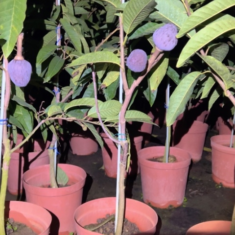 雏***金钻凤梨369847964796588