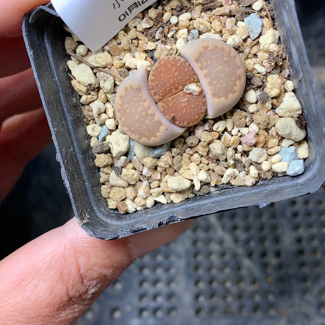 B223多肉植物保护研究所