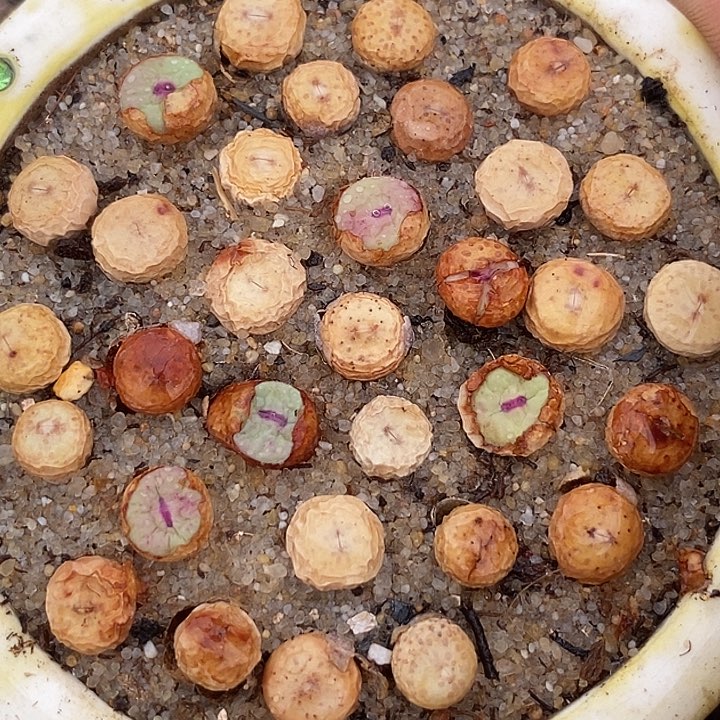 小红嘴1380b一组两颗