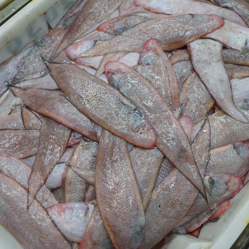 本港帕纱龙舌鱼仔 新鲜上岸 新鲜顺丰包邮  肉质鲜嫩肥美