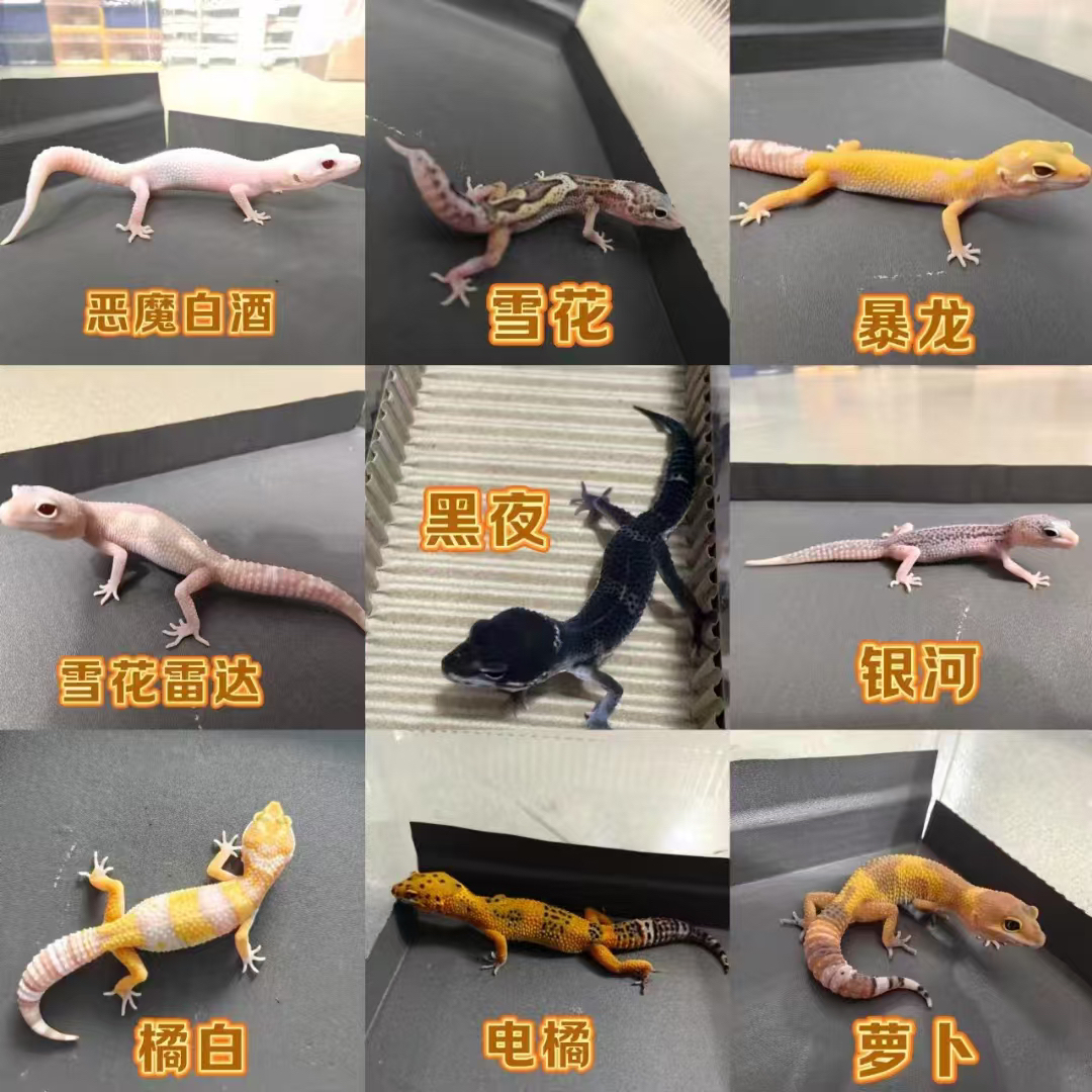 豹纹守宫活体（一物一拍）直播间链接