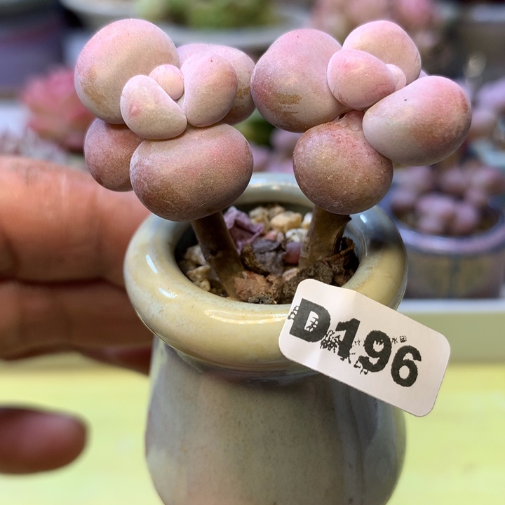 D196一物一拍带盆