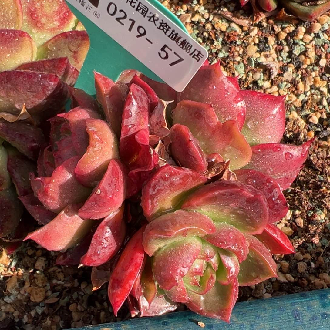 从前慢多肉精选编号0219.57king巴宝石