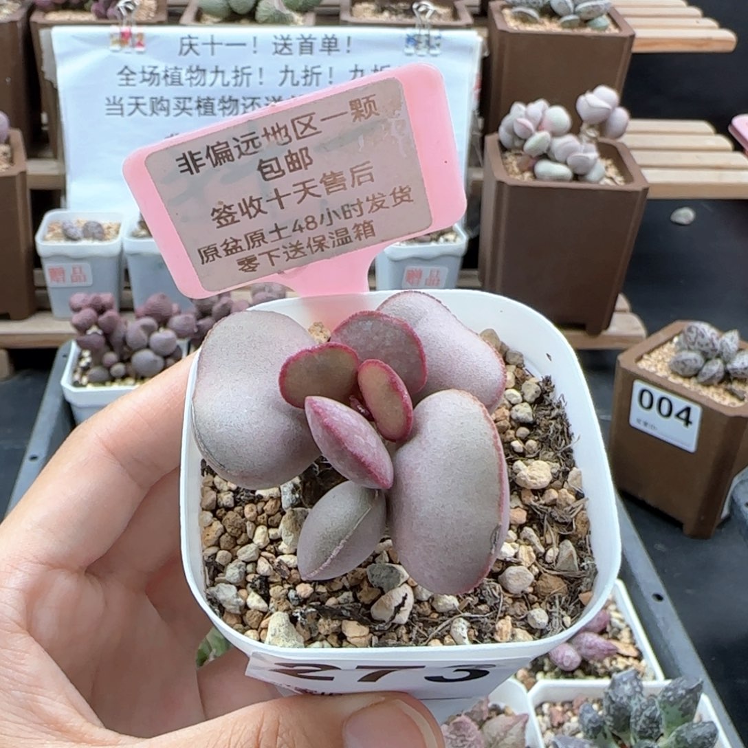 273白肌红蛋多肉