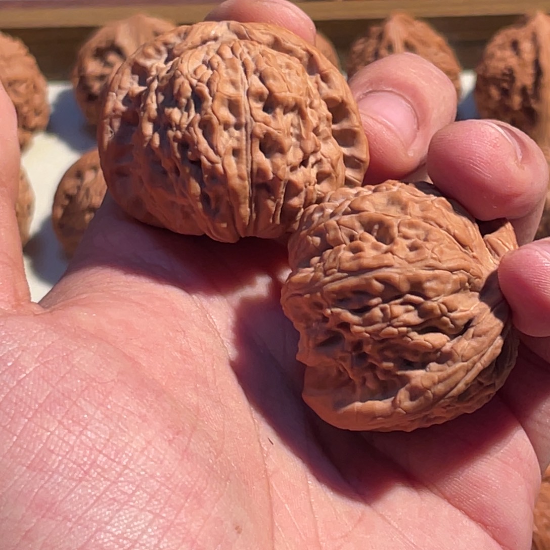 所***财42白狮子文玩核桃闷白