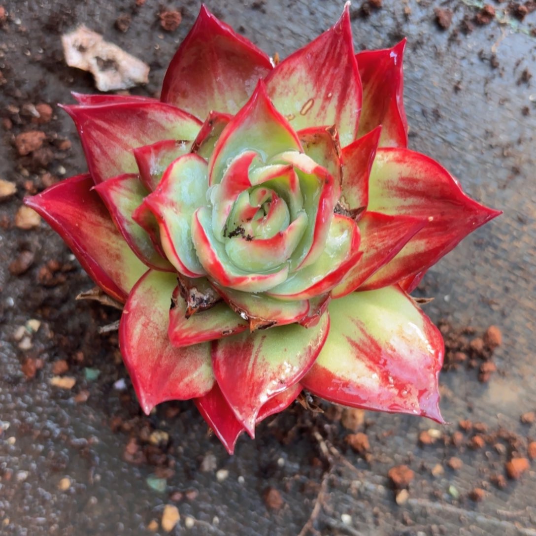 一物一拍，惊鸿仙子