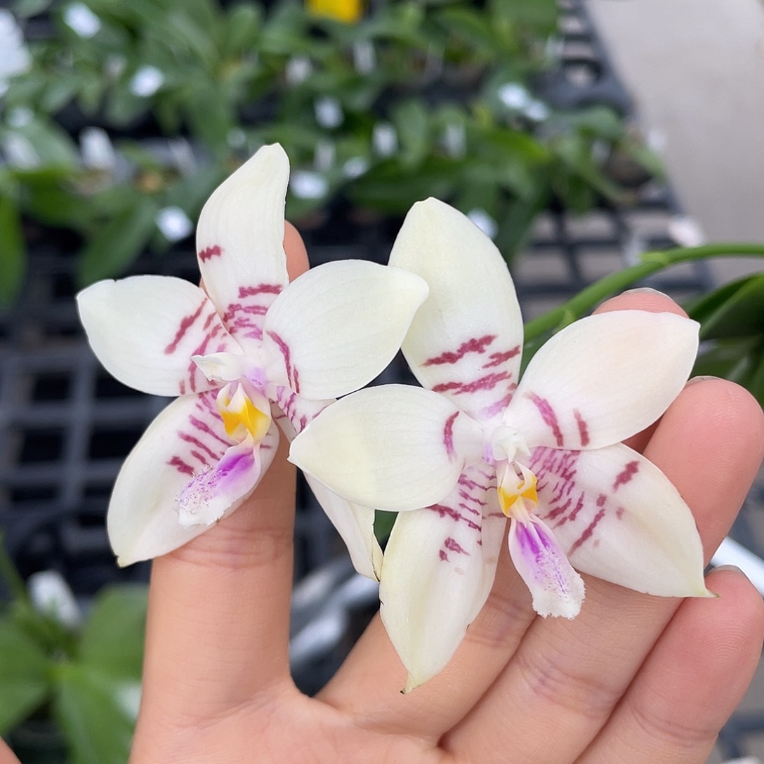 完全开放白底红斑开花株