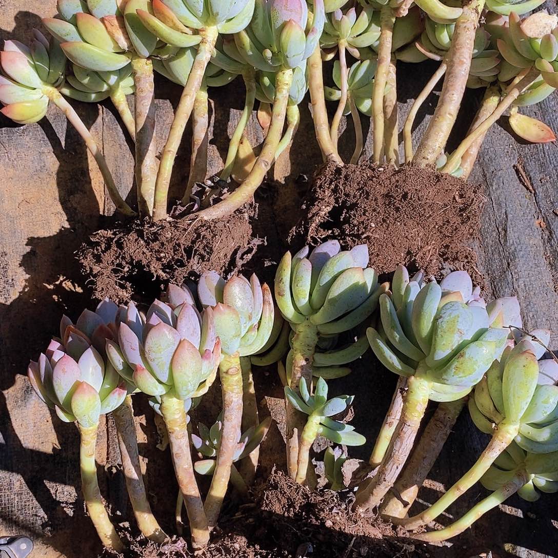 灰姑娘两颗包邮到家