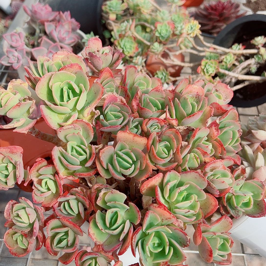 克里斯丁多头群生老桩