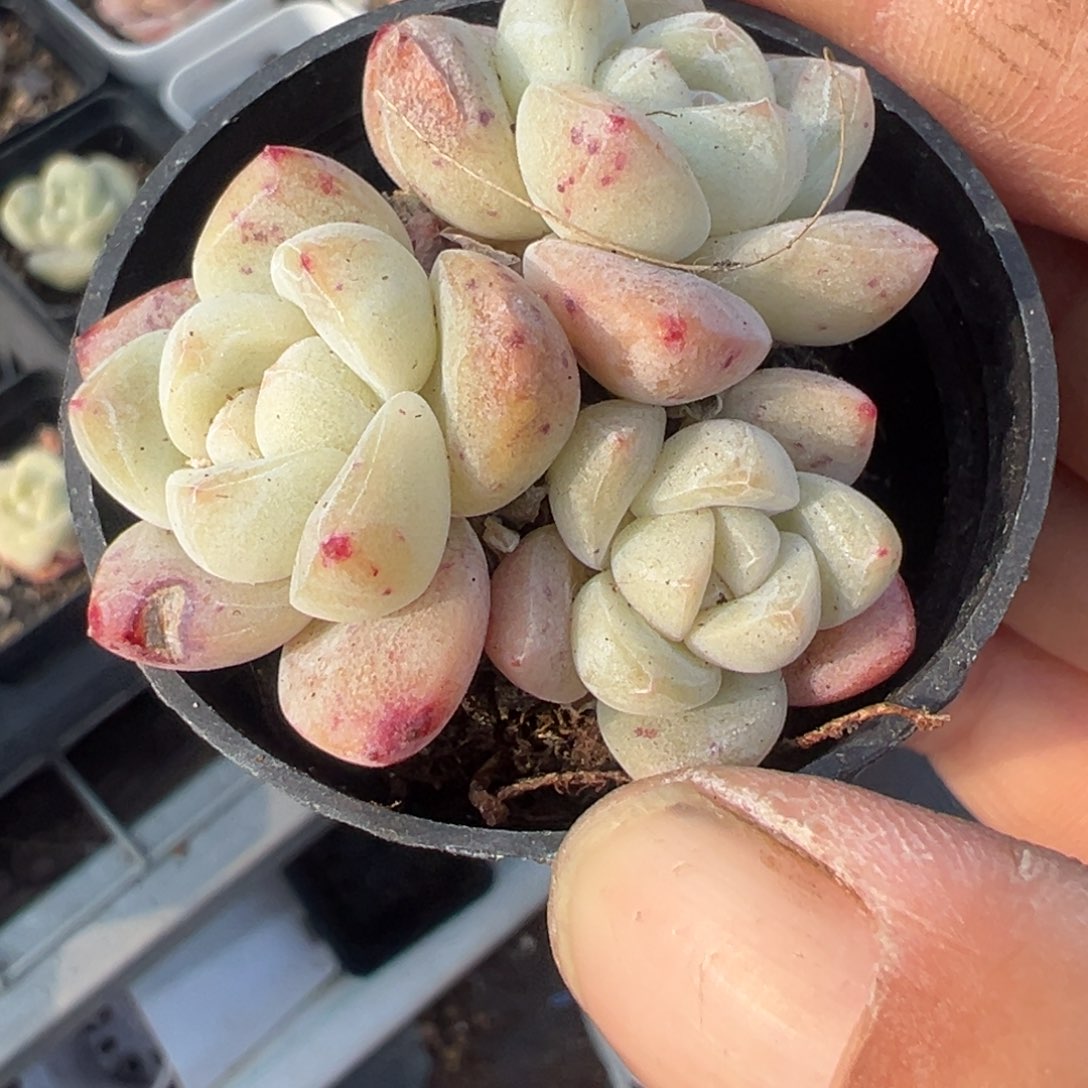 小卡拉米糖心一物一拍